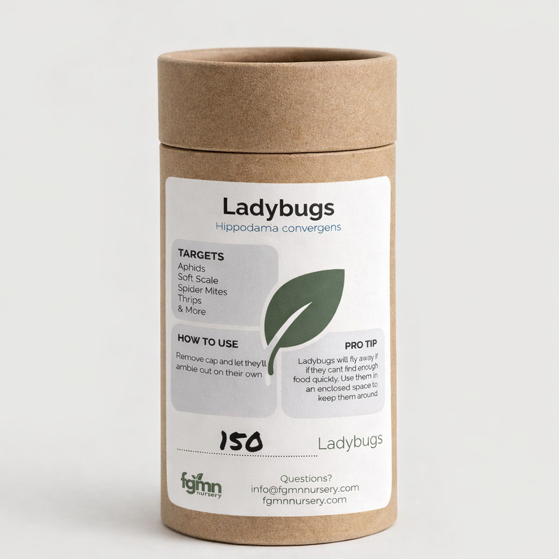 Ladybugs
