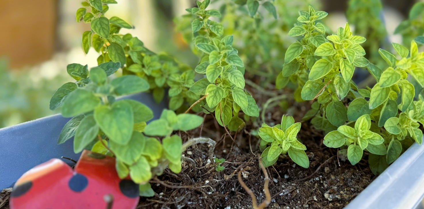 Small oregano plant with green leaves and a red ladybug sculpture in an herb garden