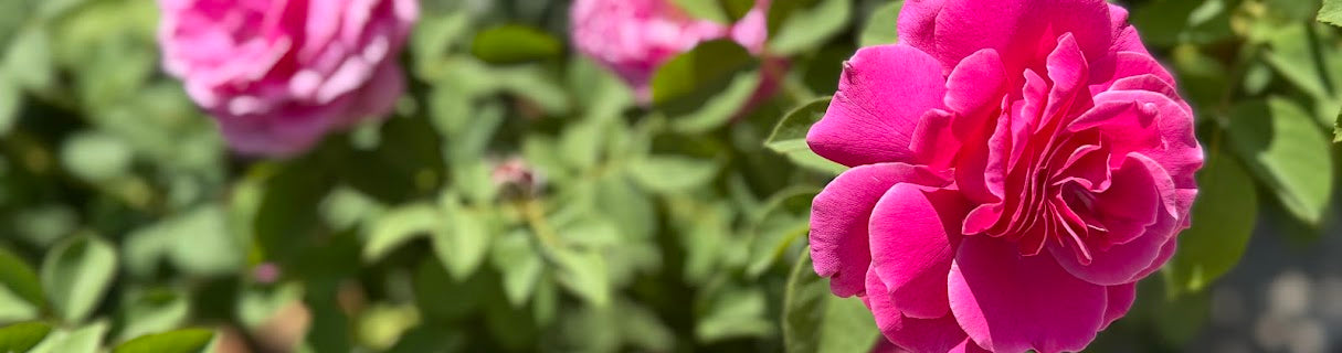 Close-up of pink roses with green leaves in the background